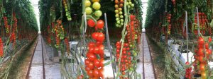 Tomato Producers