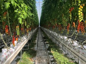 Fresh crops of tomatoes at Flavourfresh 2020