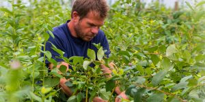 Preparing for a bumper crop of Sweet Jane blueberries in 2020