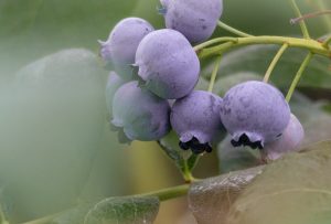 Sweet Jane Blueberries Crop ready for 2020