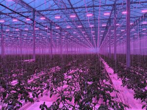 British premium tomatoes thriving and growing under artificial light