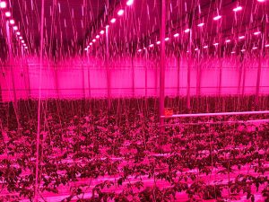 8000sqm of vines lit by LED lighting
