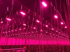 LED top lighting ensuring British-grown premium tomatoes all year round