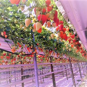 Strawberry Production