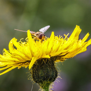 Marmalade hoverfly (Episyrphus balteatus) on Sow-thistle (Sonchus arvensis)