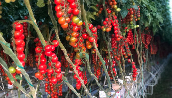 The pick of the crop at Flavourfresh
