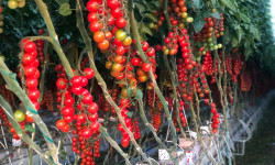 The pick of the crop at Flavourfresh
