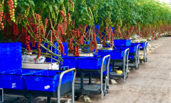 British tomatoes at Flavourfresh