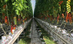 Fresh crops of tomatoes at Flavourfresh 2020