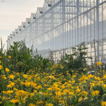 Wildflowers at Melrow Nursery at dusk at Flavourfresh