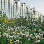 Wildflowers at Melrow Nursery encouraging wildlife at Flavourfresh