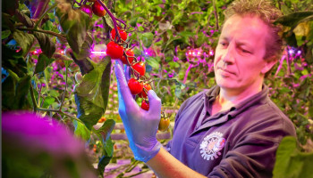Nic Van Roosmalen tomato consultant