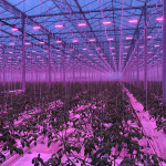 British premium tomatoes thriving and growing under artificial light