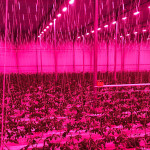 8000sqm of vines lit by LED lighting