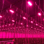 LED top lighting ensuring British-grown premium tomatoes all year round